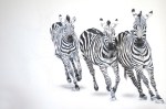 Zebras Zoo @ Nelumbo, unvollständig